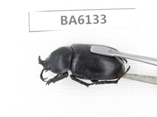 Beetle.  Xylotrupes gideon ssp.  Myanmar border,  N Mt.  Gaoligongshan.  1M.  BA6133. 2