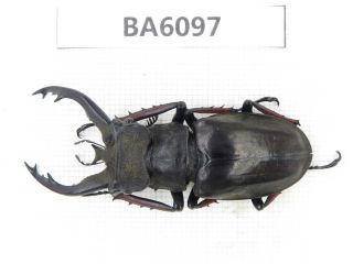 Beetle.  Lucanus Tibetanus Ssp.  Myanmar Border,  N Mt.  Gaoligongshan.  1m.  Ba6097.