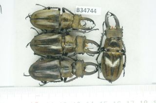 B34744 – Lucanus Sericeus Ohbayashii? Beetles,  Insects Yen Bai Vietnam