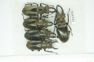 B34743 – Lucanus Sericeus Ohbayashii? Beetles,  Insects Yen Bai Vietnam