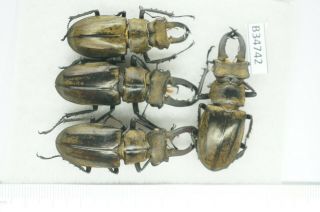 B34742 – Lucanus Sericeus Ohbayashii? Beetles,  Insects Yen Bai Vietnam