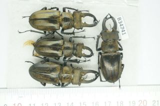B34741 – Lucanus Sericeus Ohbayashii? Beetles,  Insects Yen Bai Vietnam