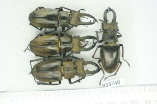 B34740 – Lucanus Sericeus Ohbayashii? Beetles,  Insects Yen Bai Vietnam
