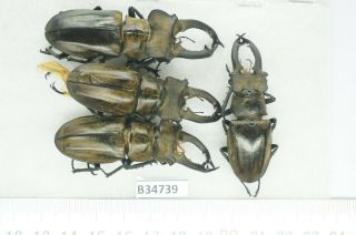 B34739 – Lucanus Sericeus Ohbayashii? Beetles,  Insects Yen Bai Vietnam