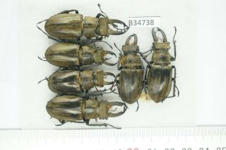 B34738 – Lucanus Sericeus Ohbayashii? Beetles,  Insects Yen Bai Vietnam