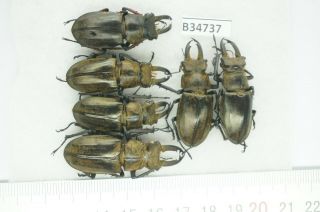 B34737 – Lucanus Sericeus Ohbayashii? Beetles,  Insects Yen Bai Vietnam
