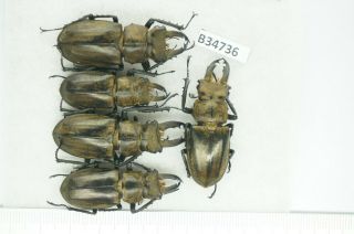 B34736 – Lucanus Sericeus Ohbayashii? Beetles,  Insects Yen Bai Vietnam