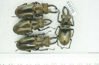 B34735 – Lucanus Sericeus Ohbayashii? Beetles,  Insects Yen Bai Vietnam