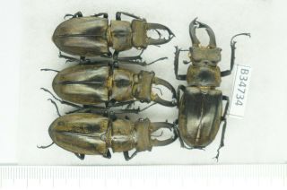 B34734 – Lucanus Sericeus Ohbayashii? Beetles,  Insects Yen Bai Vietnam