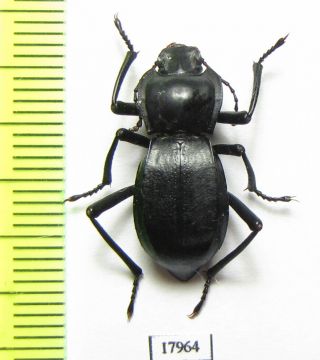 Tenebrionidae,  Cyphogenia Gibba,  Kazakhstan