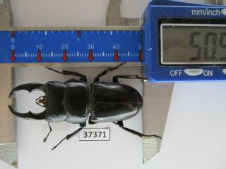 37371.  Unmounted insects: Lucanidae,  Dorcus ssp.  Ha Giang Vietnam.  50mm 2
