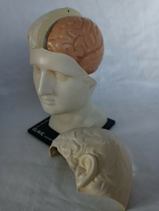 Vintage Merck Sharp & Dohme Medical Anatomy Drug Rep.  Advertising Brain Model