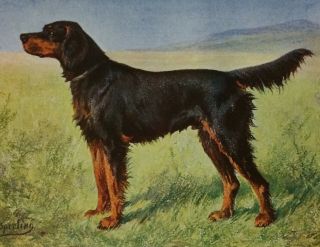 1909 Antique Color Dog Art Print Gordon Setter Signed Sperling