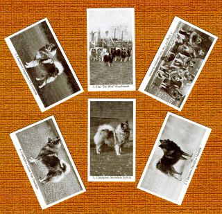 Keeshond Named Set Of 6 Dog Photo Trade Cards