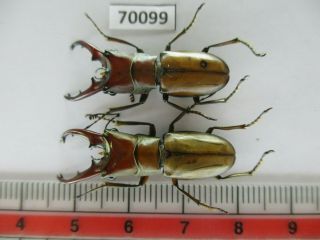 70099 Lucanidae: Cyclommatus Sp.  Vietnam