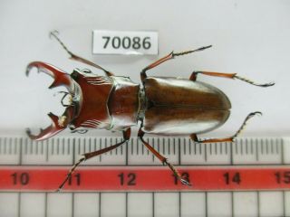 70086 Lucanidae: Cyclommatus Sp.  Vietnam