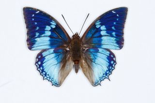 Western Blue Charaxes Butterfly Charaxes Smaragdalis Male Folded Fast From Usa