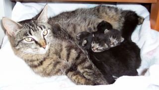 Sponsor Nursing Mom And Kittens Cats Receive Photo Nonprofit Feral Cat Rescue