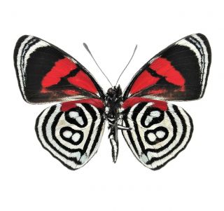 One Real Butterfly Red White Callicore Kolyma Verso Unmounted Wings Closed