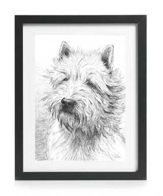 Westie West Highland White Terrier Picture Art Print Gift Vintage Reprint A4