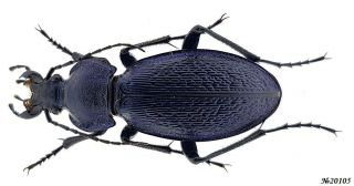 Carabidae Carabus (morphocarabus) Scheidleri Kollari Sw Romania 35mm