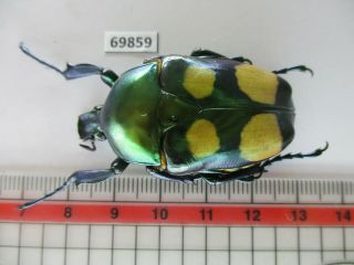 69859 Cetoniidae: Jumnos Ruckeri.  Vietnam Norh
