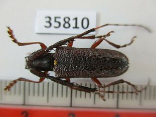 35810.  Unmounted Insects: Cerambycidae Sp.  North Vietnam