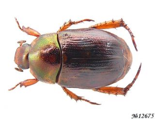 Coleoptera Rutelinae Gen.  Sp.  Indonesia Sumatra 9mm
