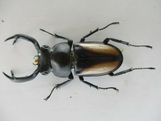 69781 Lucanidae: Rhaetulus crenatus.  Vietnam North.  48mm 2