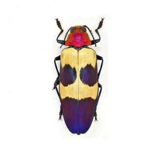 One Real Chrysochroa Buqueti Blue Pink Jewel Beetle Buprestid Malaysia
