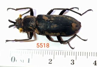1x.  Tenebrionidae Species From Palolo,  Central Sulawesi (5518)