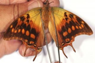 Nymphalidae Charaxes Candiope Female From Uganda