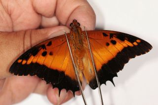 Nymphalidae Charaxes Pollux Pair From Uganda