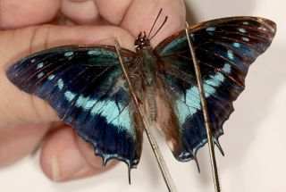 Nymphalidae Charaxes Taverniensis Rare From Cameroon