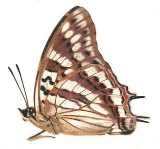 Nymphalidae Charaxes taverniensis RARE from Cameroon 2