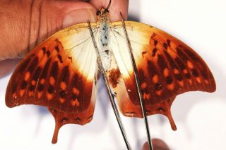 Nymphalidae Charaxes Varanes Pair From Uganda