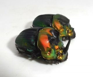 Scarabaeidae,  Sulcophanaeus Imperator (big Pair)
