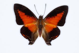Shining Red Charaxes Butterfly Charaxes Zingha Male Folded Fast From Usa