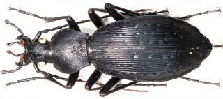 30.  Carabidae - Carabus (apotomopterus) Sauteri Yunkaicus.  Female