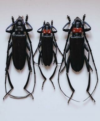 Cerambycidae Sp From Lianan Zhejiang 9111