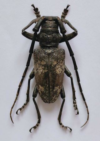 Cerambycidae Sp From Linan Zhejiang 9089