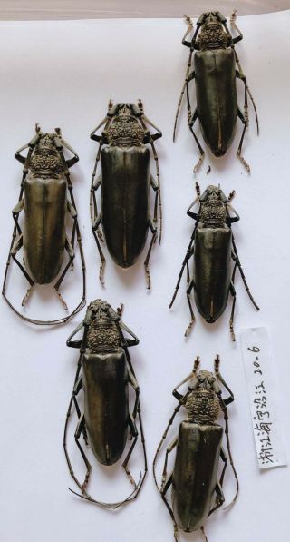 Cerambycidae Sp From Hangzhou Zhejiang 9082