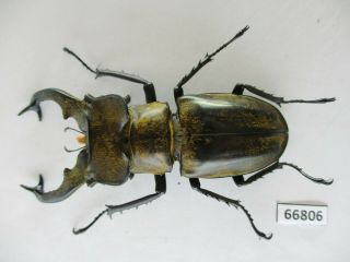 66806 Lucanidae: Lucanus Sericeus.  Vietnam North.  68mm 2