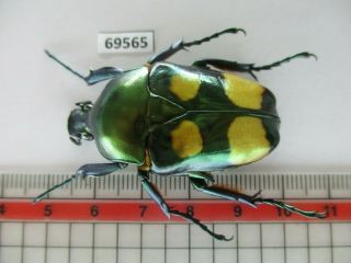 69565 Cetoniidae: Jumnos Ruckeri.  Vietnam