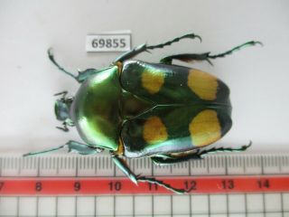 69855 Cetoniidae: Jumnos Ruckeri.  Vietnam Norh