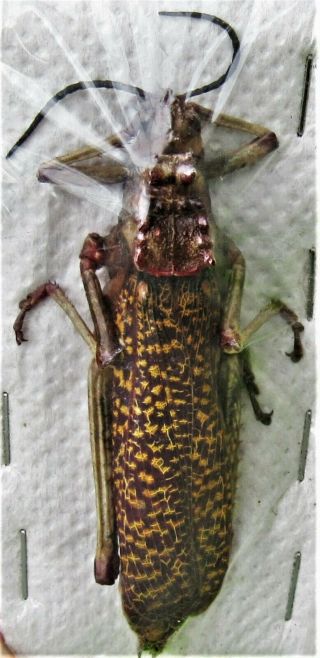 African Bush Locust Phymateus Aegrotus 60 - 70mm Fast From Usa