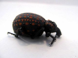 Brachycerus ornatus Hippo Curculionidae Red dots LARGE Taxidermy REAL Insect 2