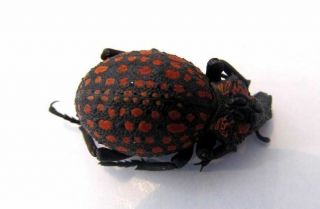 Brachycerus ornatus Hippo Curculionidae Red dots LARGE Taxidermy REAL Insect 3