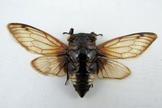 Cryptotympana Acuta Cicada Taxidermy Real Insect