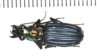 Carabidae Tenebrionidae Beetle Coleoptera Yunnan (12)